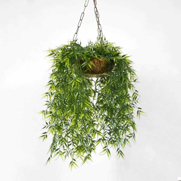 Hanging Weeping Fig