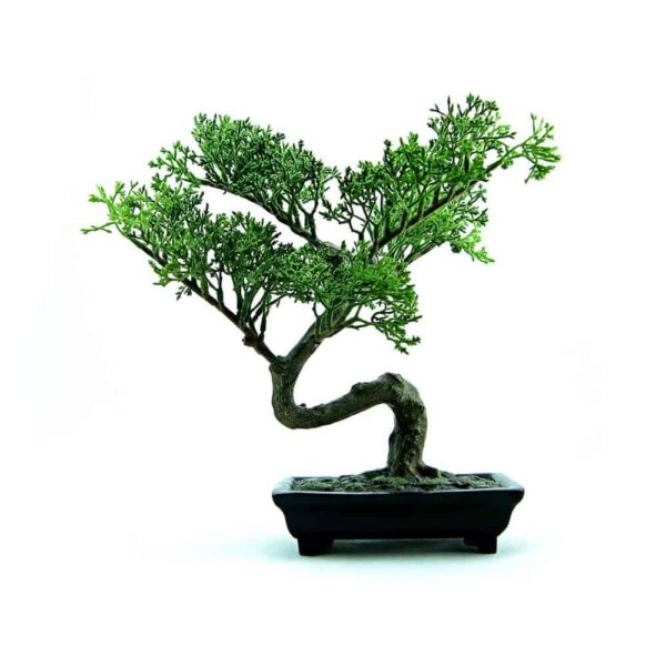 Juniper Bonsai